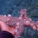 צוללן גילה שוב חרב של צלבני בחופי ישראל