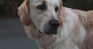 Красная Слобода: уникальное еврейское поселение отмечает историческую дату